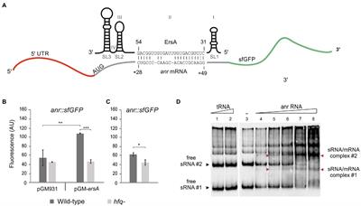 The Small RNA ErsA Impacts the Anaerobic Metabolism of Pseudomonas aeruginosa Through Post-Transcriptional Modulation of the Master Regulator Anr